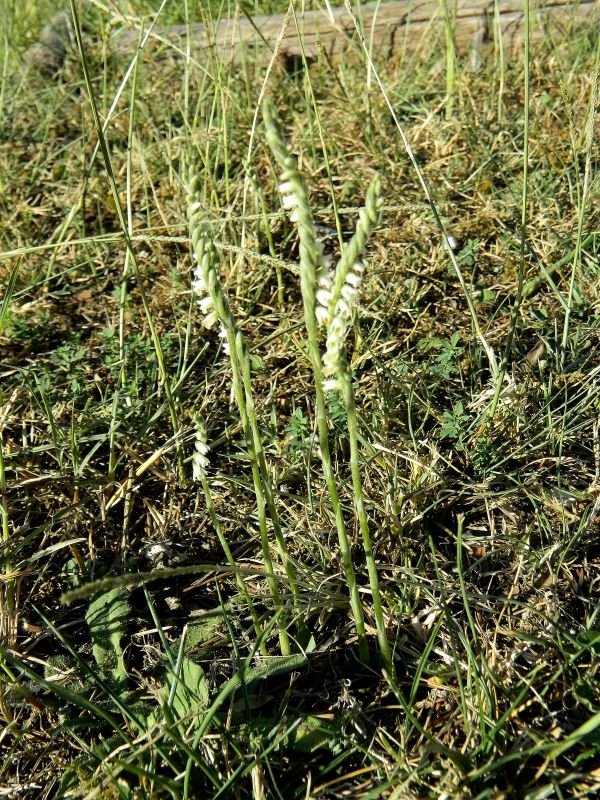 Spiranthes spiralis